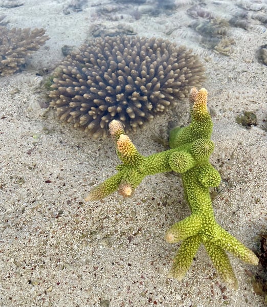Ningaloo