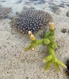 Ningaloo