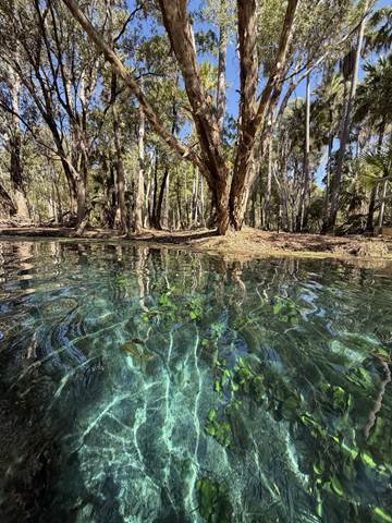 Bitter Springs clear to the bottom | Wavelength